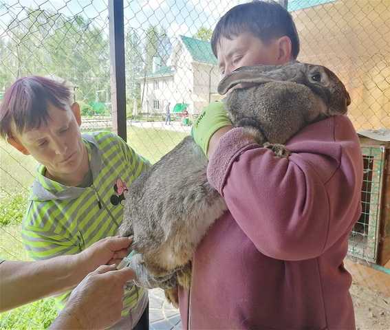 Анималотерапия  
