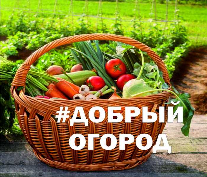 Нижегородцев приглашают к участию во всероссийской акции  #ДОБРЫЙ ОГОРОД 