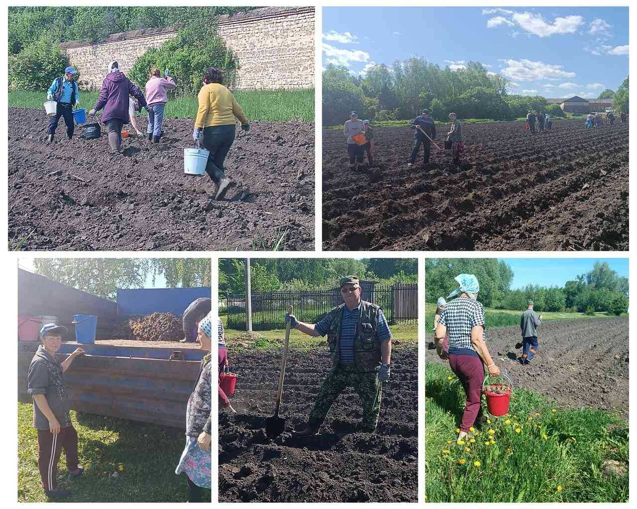 ежегодная посадка картофеля.