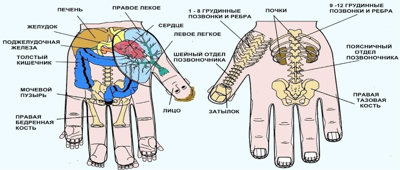 «Что расскажут ваши руки: проекция органов на кисти».