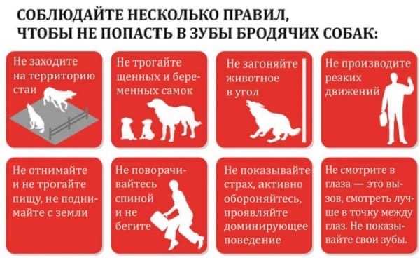 Осторожно.Бродячие собаки!