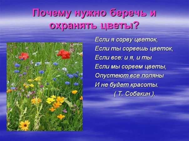  Цветы являются частью жизни и культуры человека.