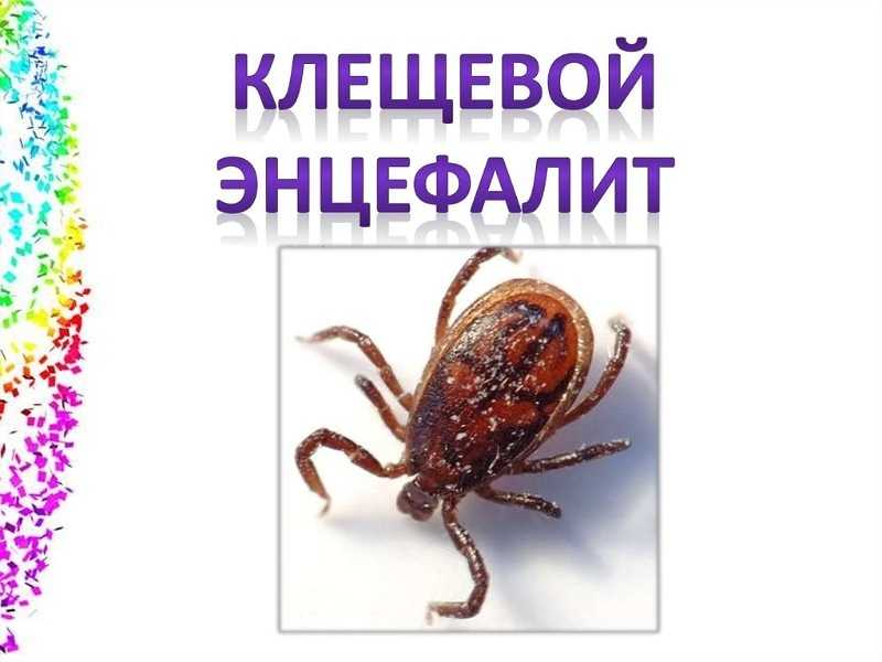 Чем опасны укусы клещей