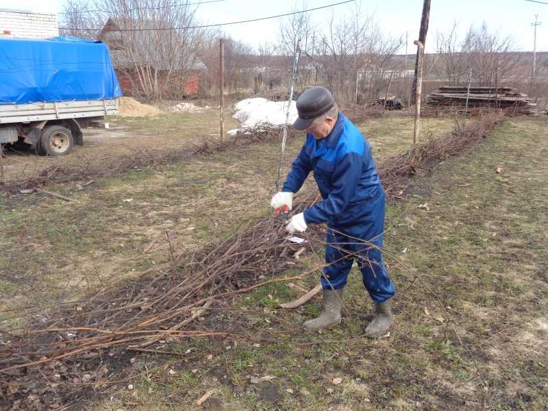 Обрезка винограда