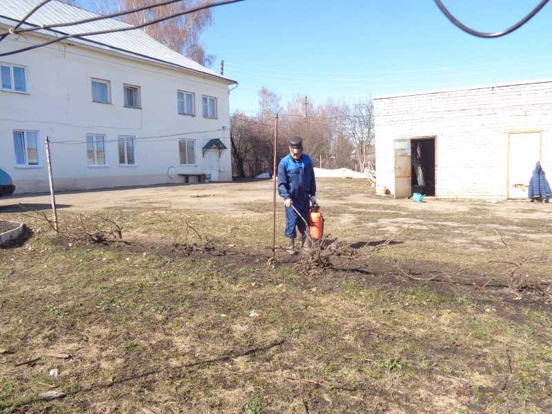 Обработка винограда