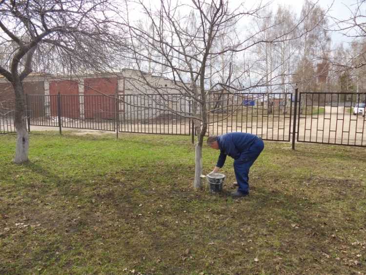 Побелка яблонь.