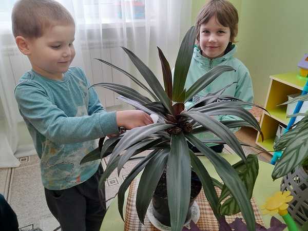 Мир комнатных растений