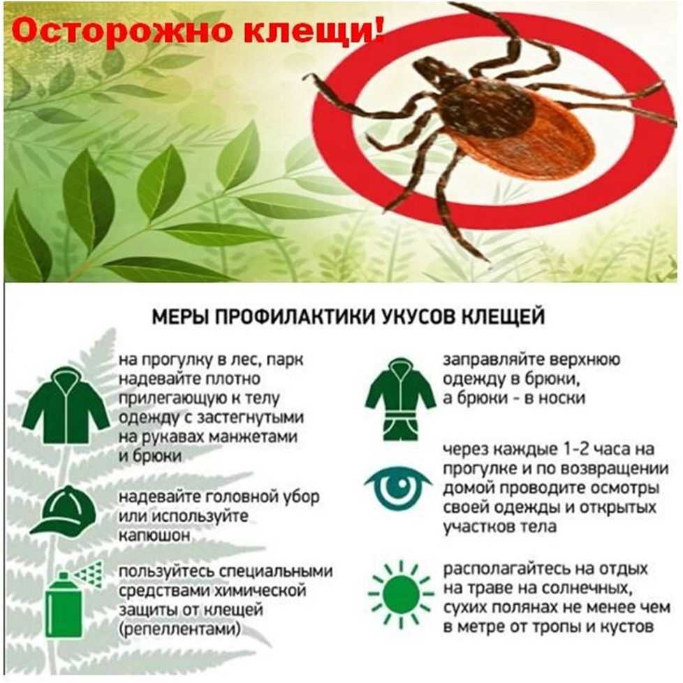 Осторожно-клещи!